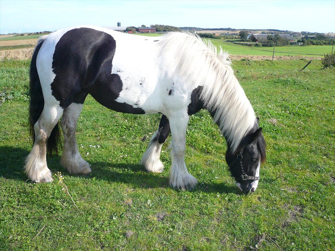 Irish Cob Blue Bell billede 7