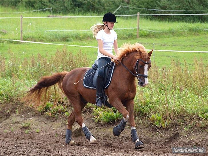 DSP Fan dango A.M  billede 6