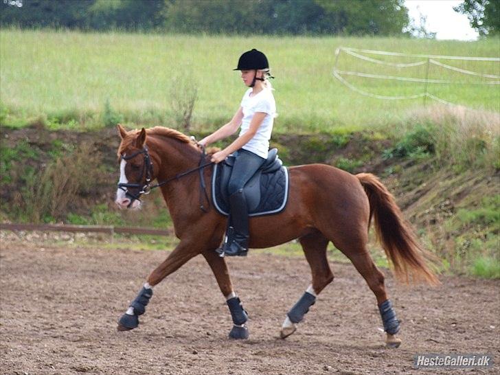 DSP Fan dango A.M  billede 7