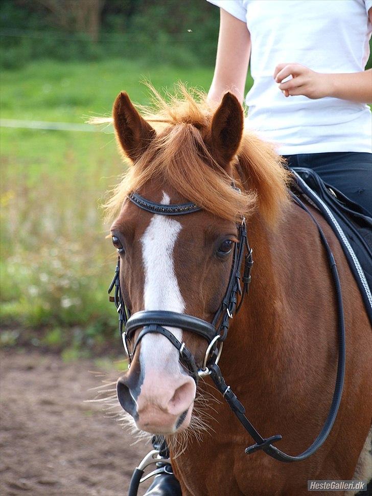 DSP Fan dango A.M  billede 8