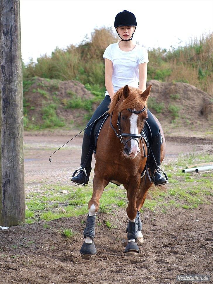 DSP Fan dango A.M  billede 9