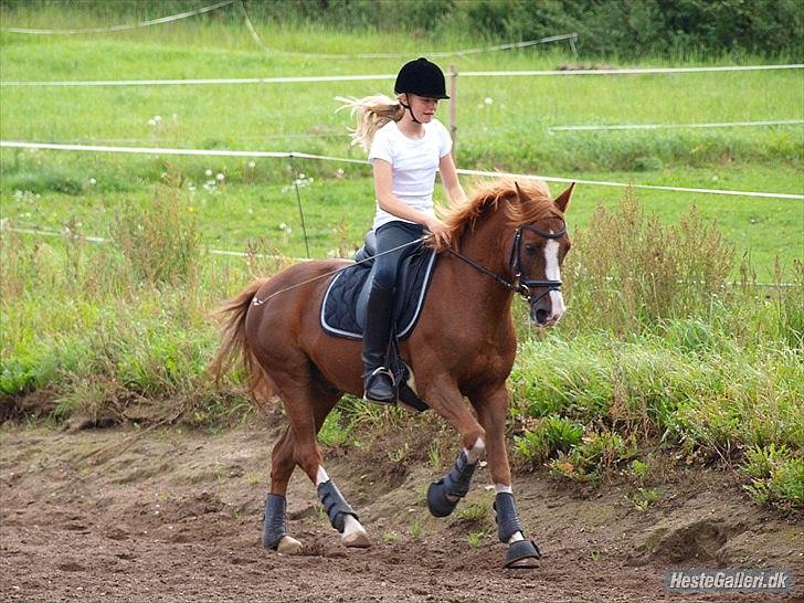 DSP Fan dango A.M  billede 10