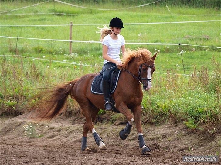 DSP Fan dango A.M  billede 11