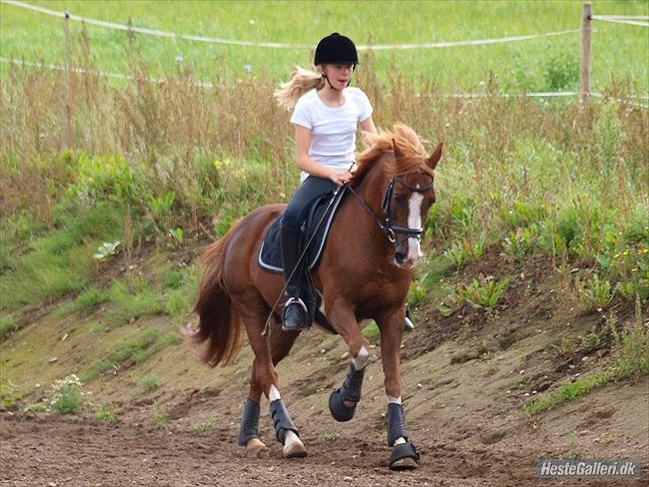 DSP Fan dango A.M  billede 12