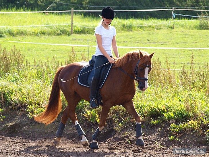 DSP Fan dango A.M  billede 13