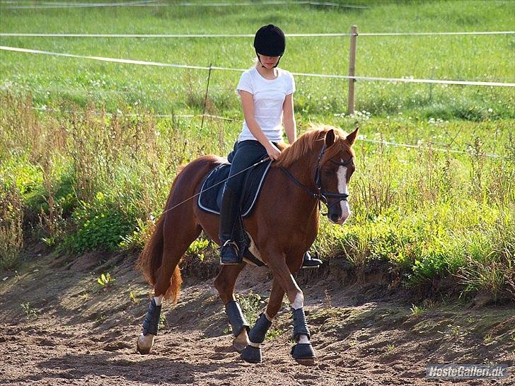 DSP Fan dango A.M  billede 14