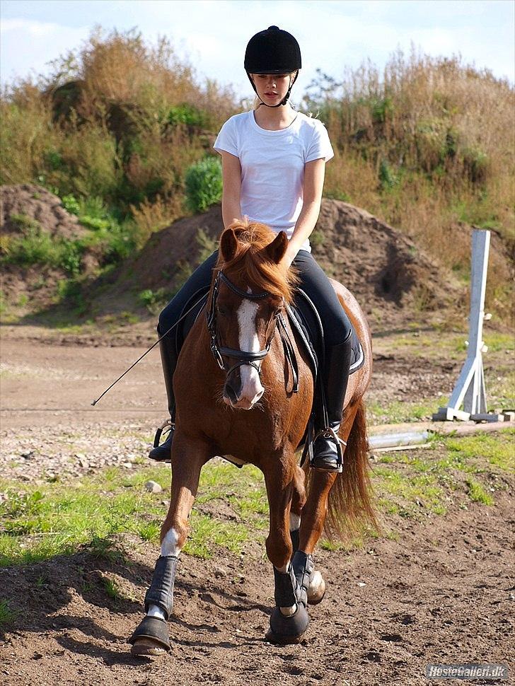 DSP Fan dango A.M  billede 15