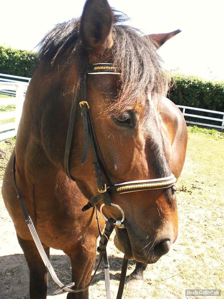 Anden særlig race Egholmgårds Kasper -solgt billede 20