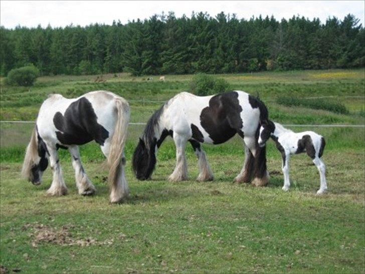 Irish Cob Blue Bell - Mor, Far og Lille Bell som føl:) billede 8