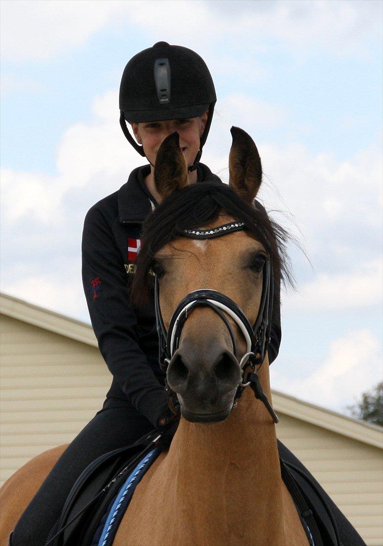 Tysk Sportspony Bodethal's Romy A-pony billede 14