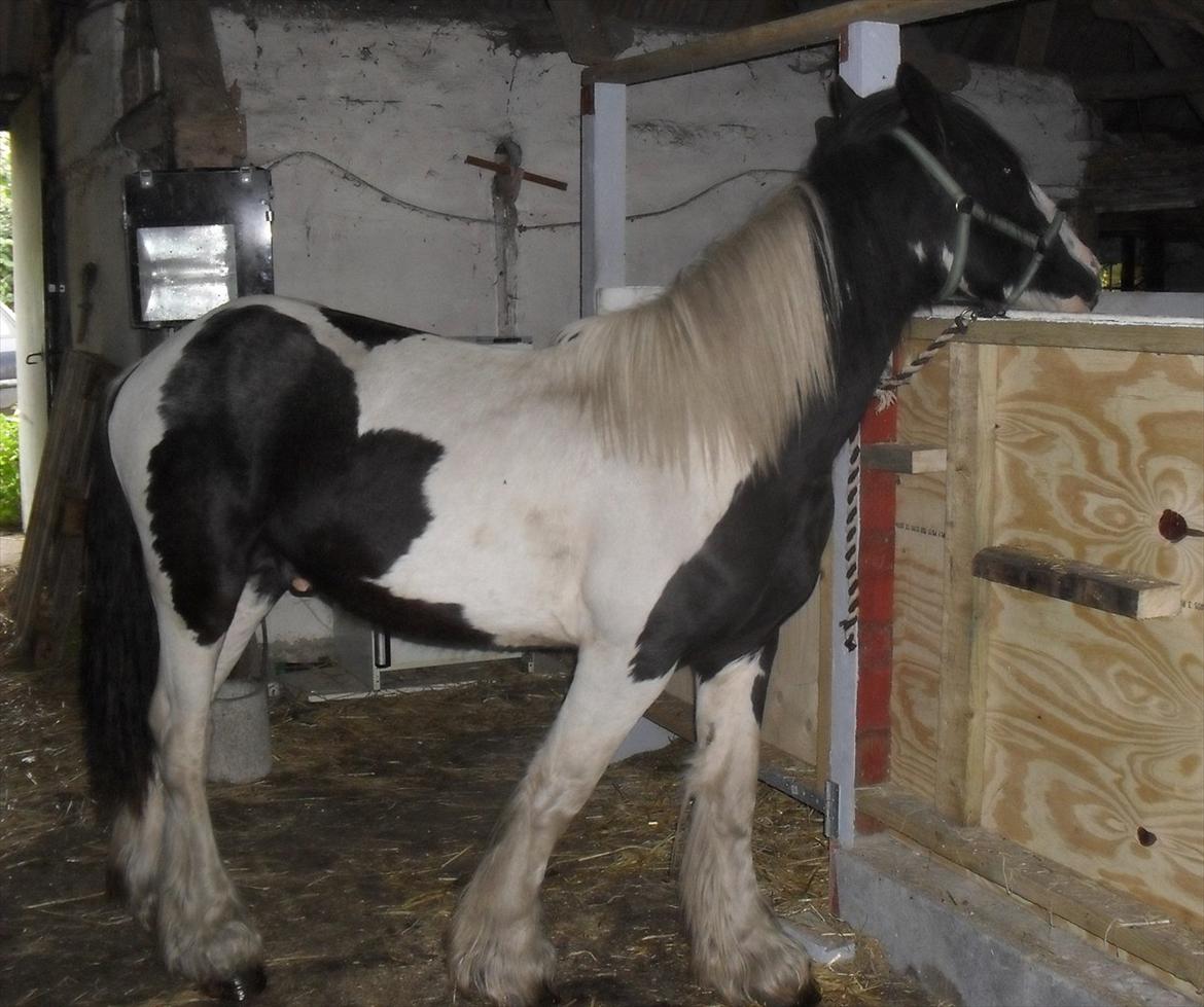 Tinker Sir Bjørn HINGST - 18/9-2011 staldhygge billede 12