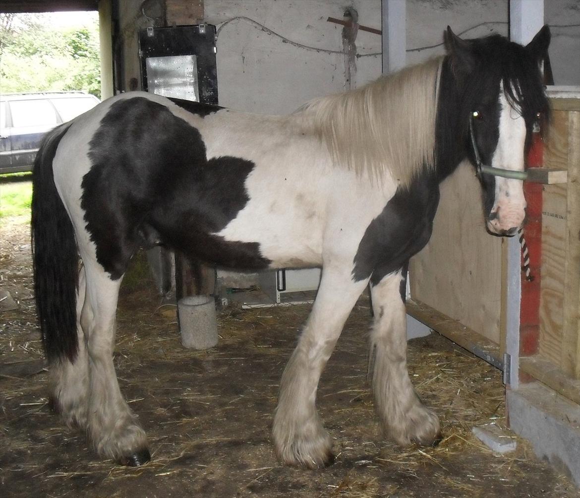 Tinker Sir Bjørn HINGST - 18/9-2011 staldhygge billede 11