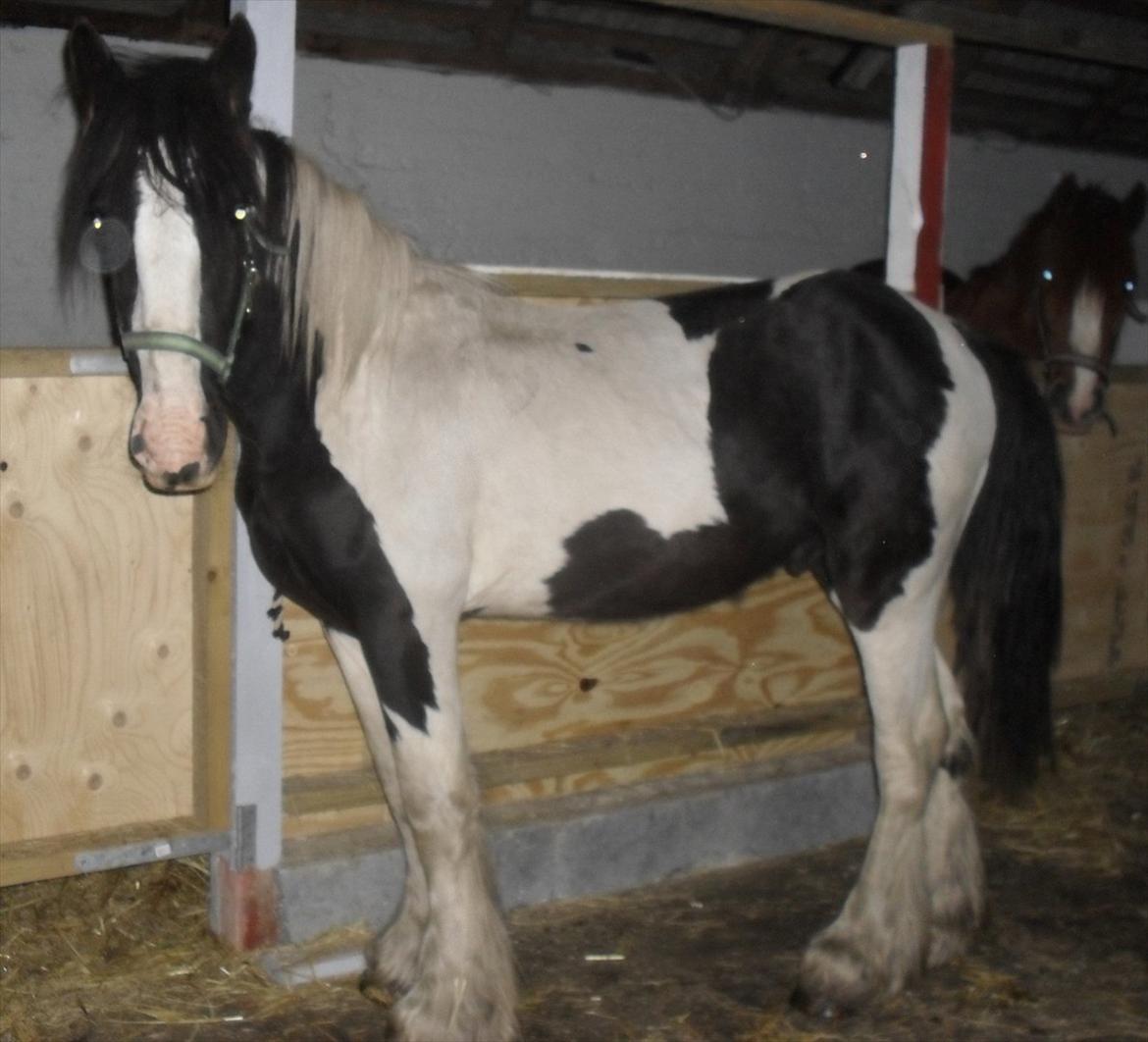 Tinker Sir Bjørn HINGST - 18/9-2011 smukke dreng billede 10