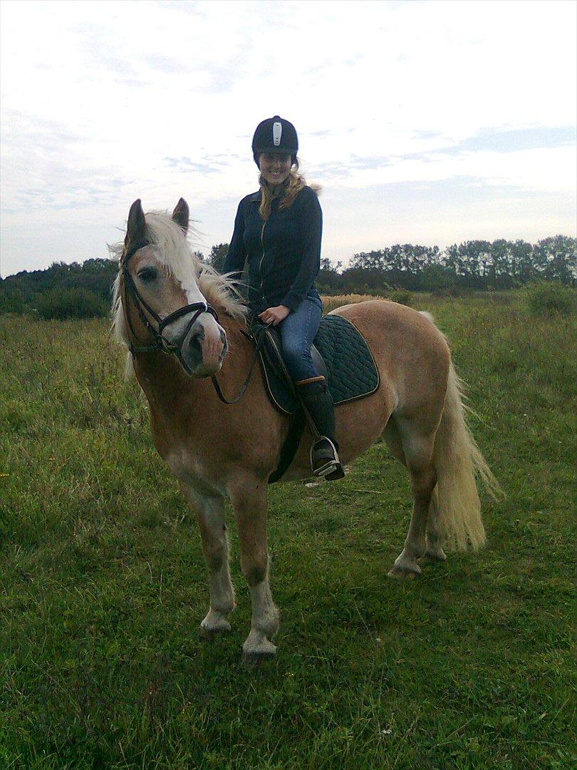 Tyroler Haflinger Elghusets Wallow billede 1