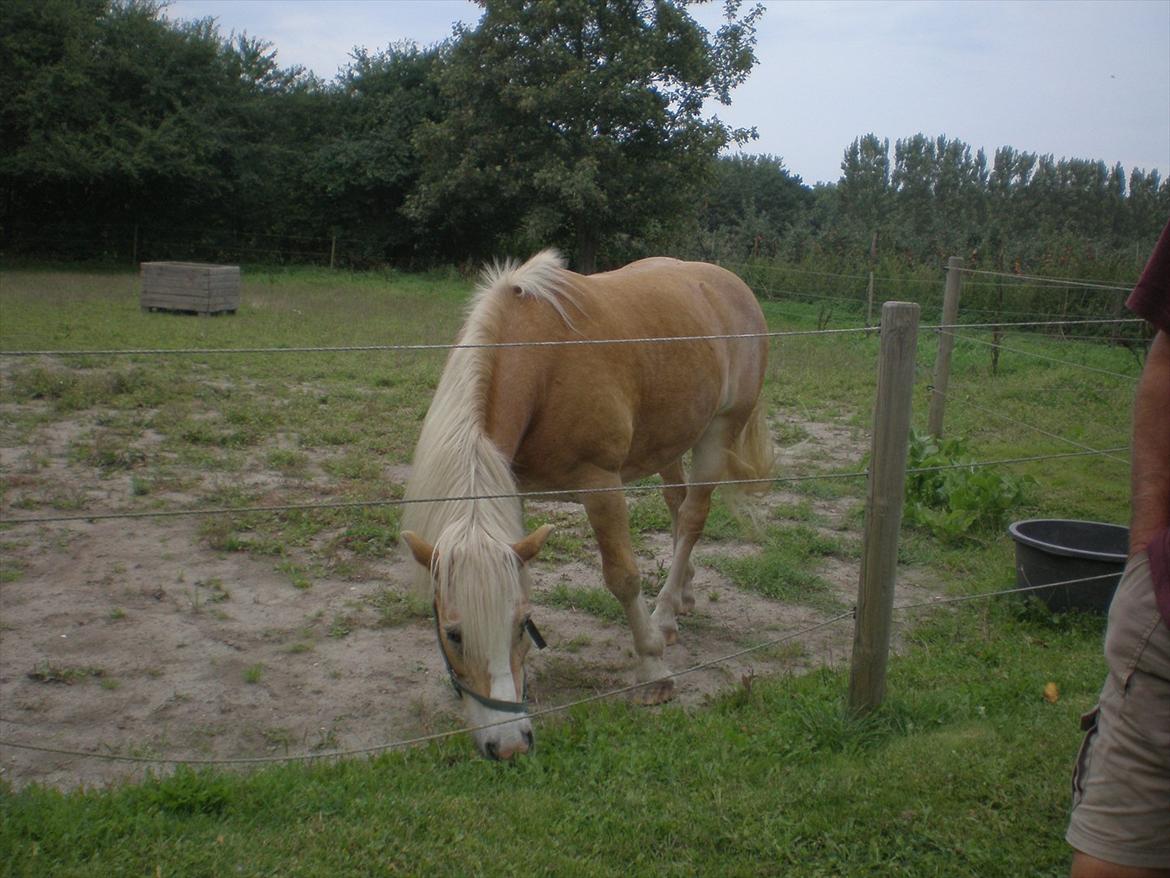 Tyroler Haflinger Elghusets Wallow billede 2