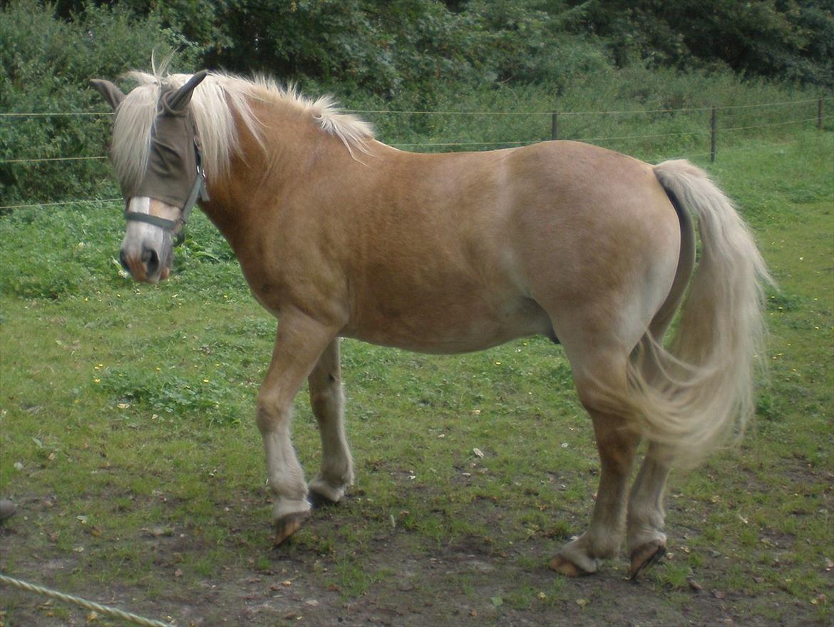 Tyroler Haflinger Elghusets Wallow billede 3