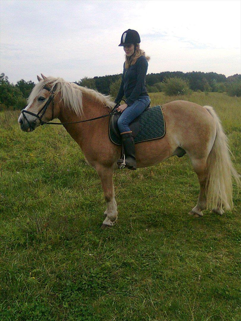 Tyroler Haflinger Elghusets Wallow billede 4
