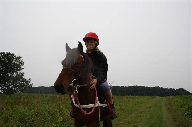 Gotlandsruss Hellestruplunds Geena (lånehest) billede 12