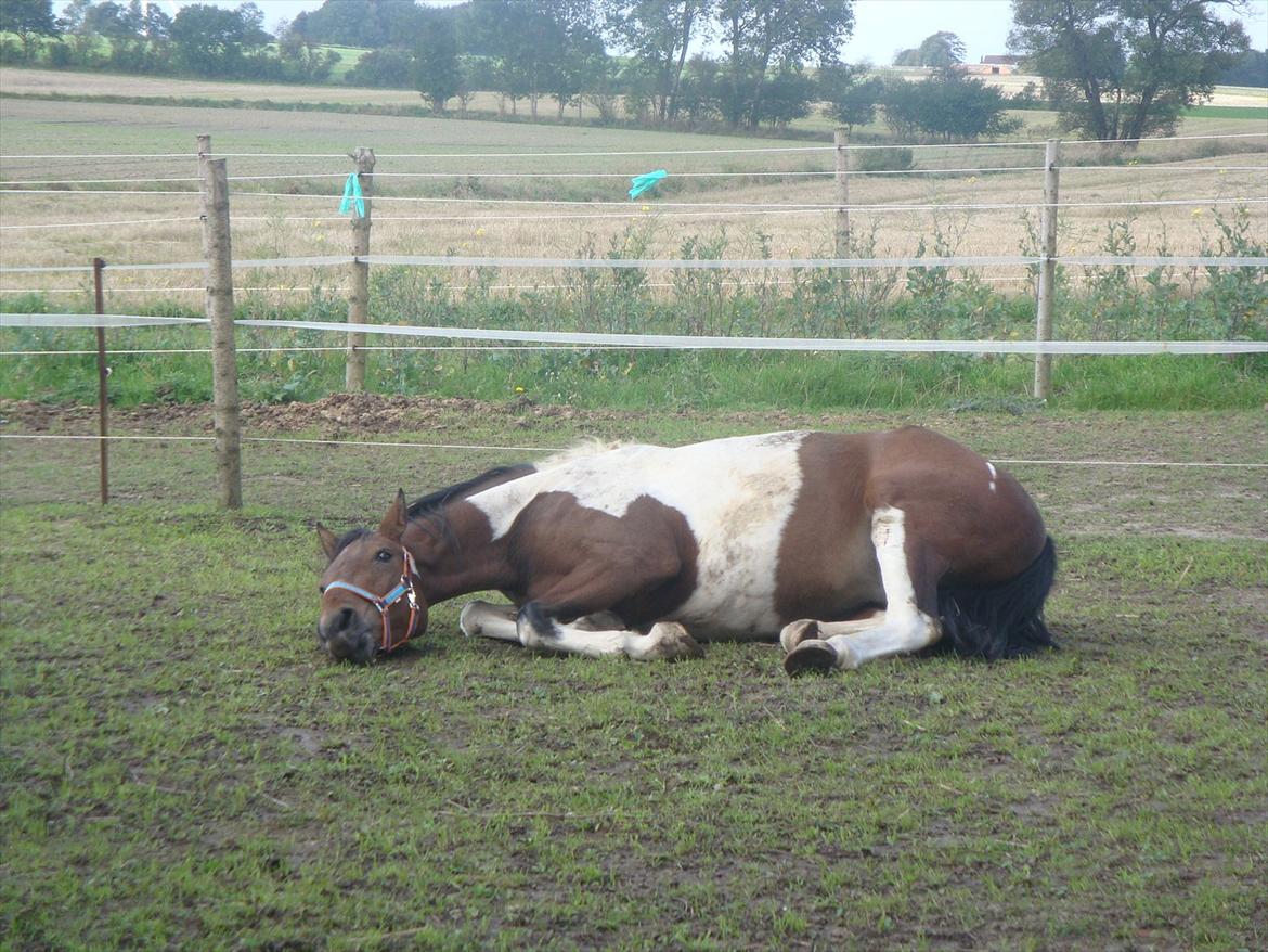 Pinto Robin :-) - på vej ned og rulle

Foto. Mig billede 13