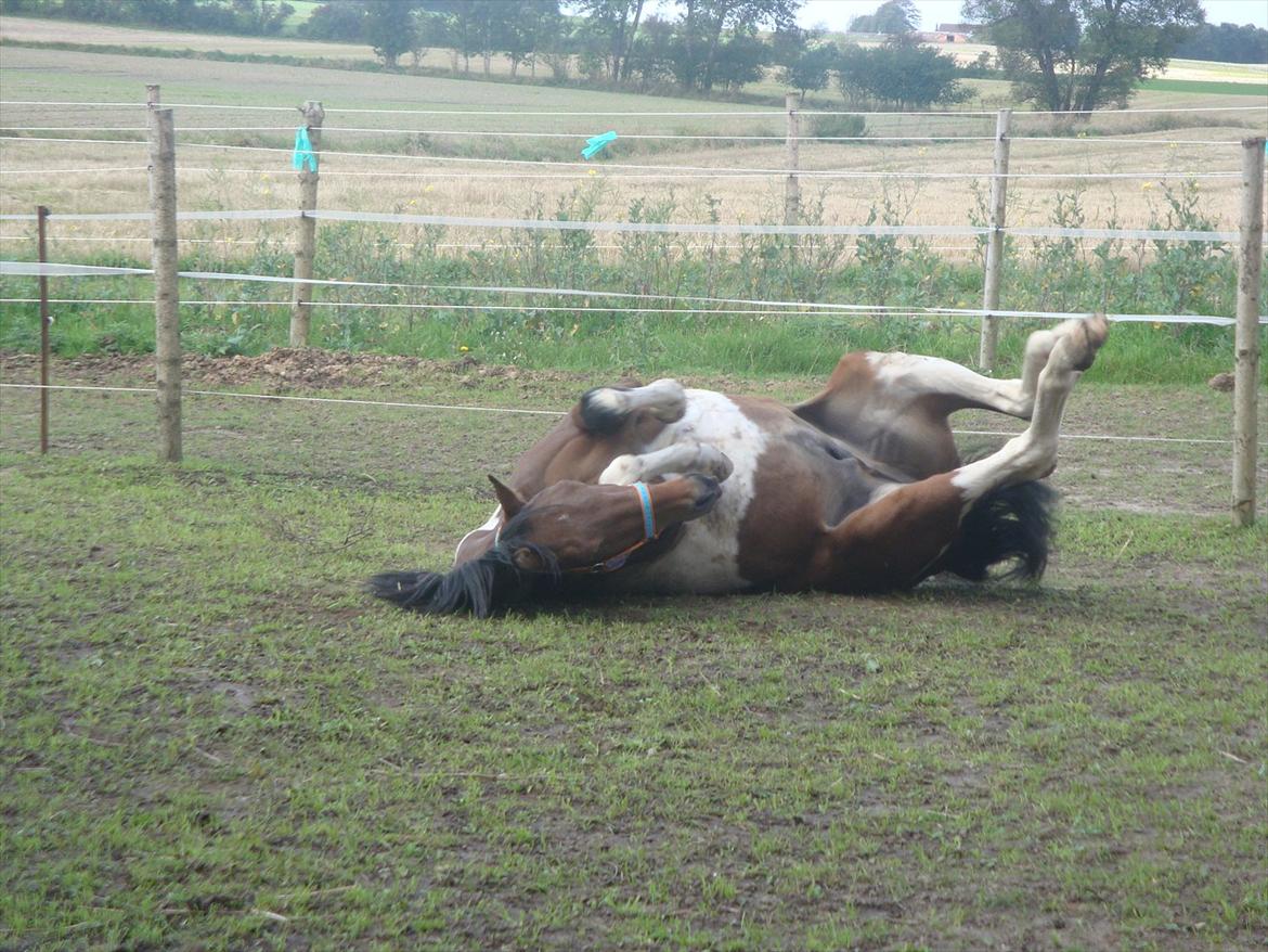 Pinto Robin :-) - Så skal der rulles´s

Foto. Mig billede 6