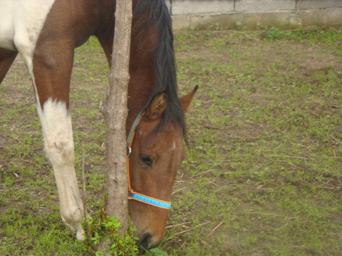 Pinto Robin :-) - Så skal der spises

Foto. Mig billede 14