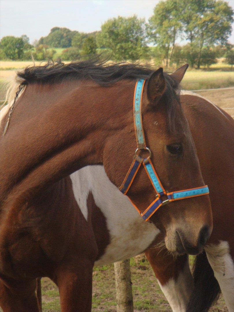 Pinto Robin :-) - min smukke prins

Foto: Mig billede 2