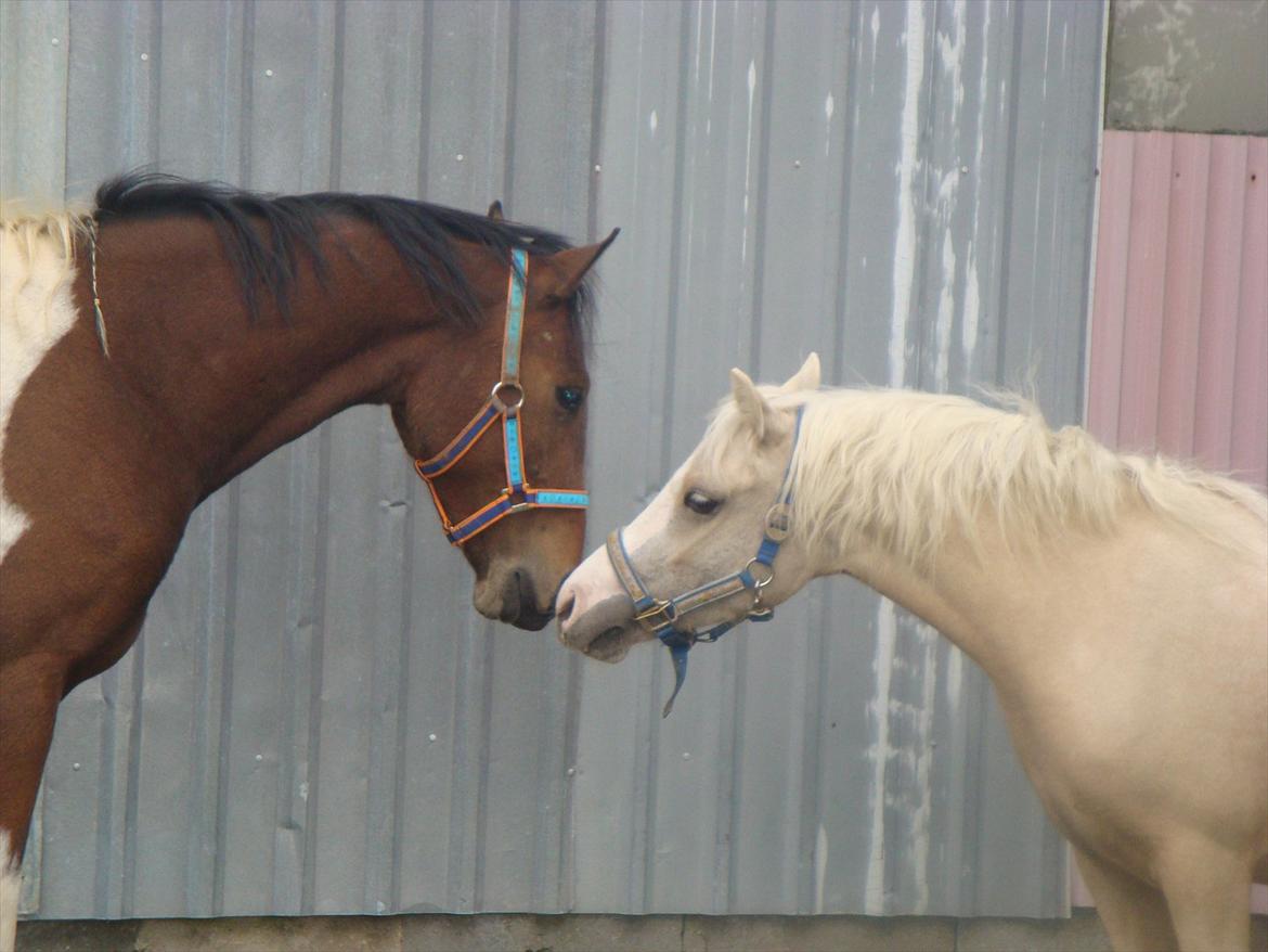 Pinto Robin :-) - Robin og Bella kysser <3 

Foto: Mig billede 4