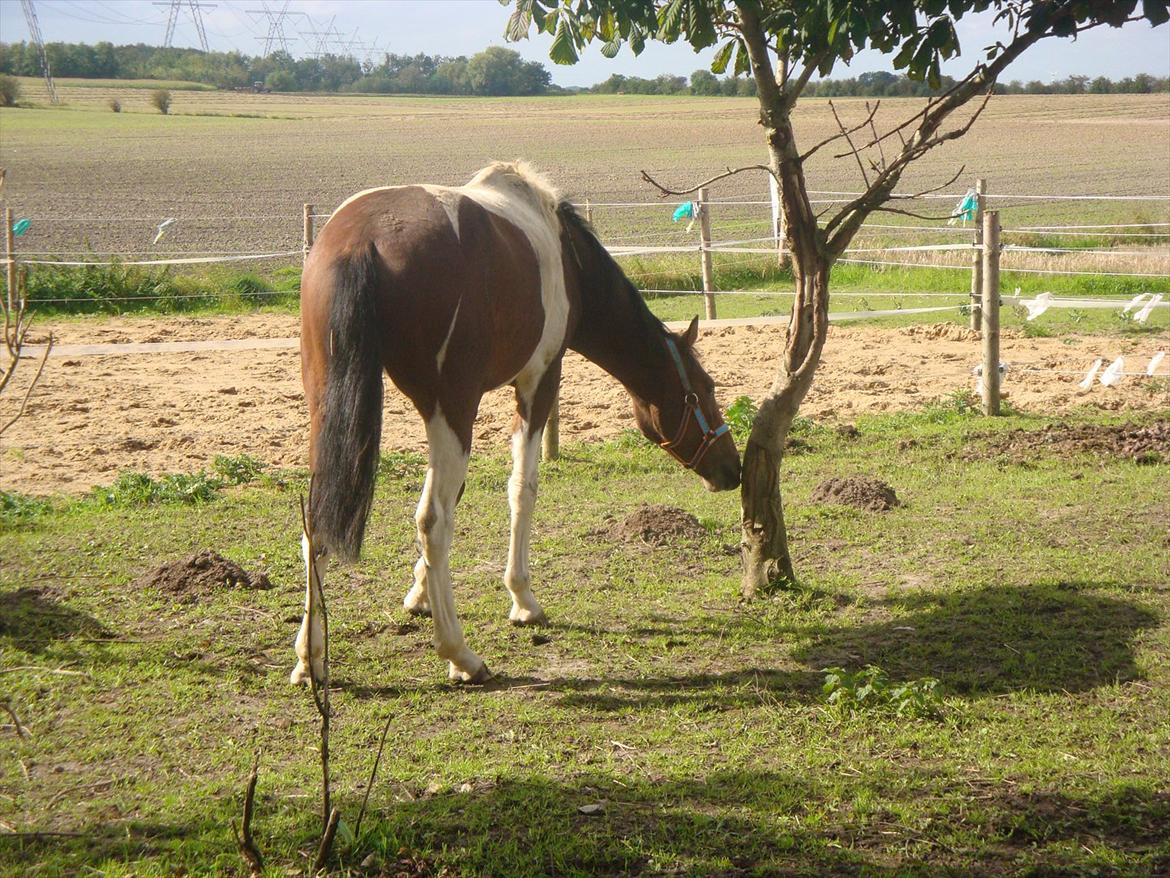Pinto Robin :-) - Robin er så nysekrig af det halve kunne være nok 

Foto: Mig  billede 10
