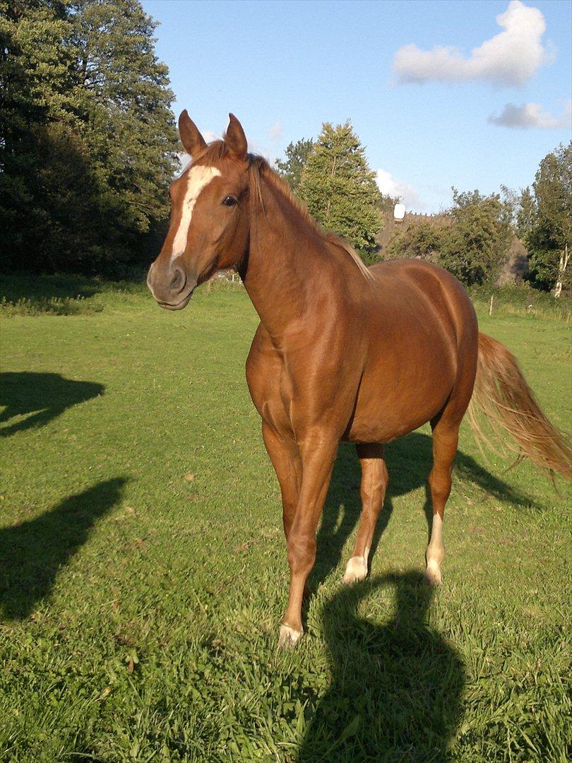 Palomino Brogaards shooting star - en smuk hoppe på 2år :o)
d.16/9-11 billede 19