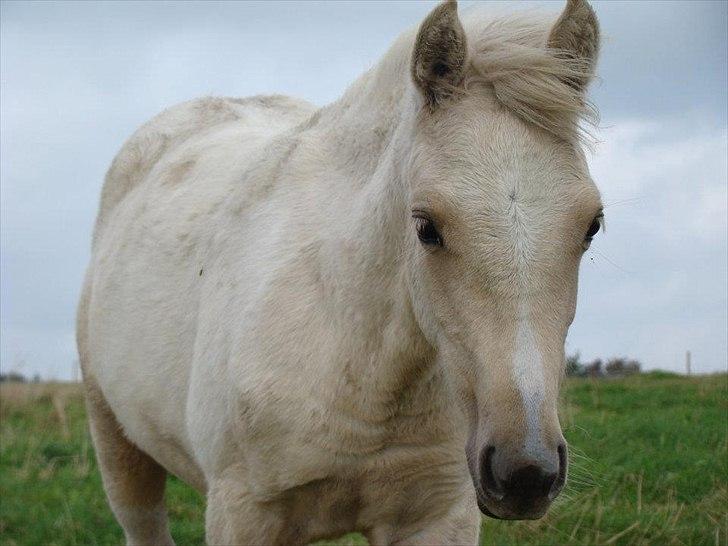Welsh Partbred (Sec F) Brattensborgs Safran billede 9