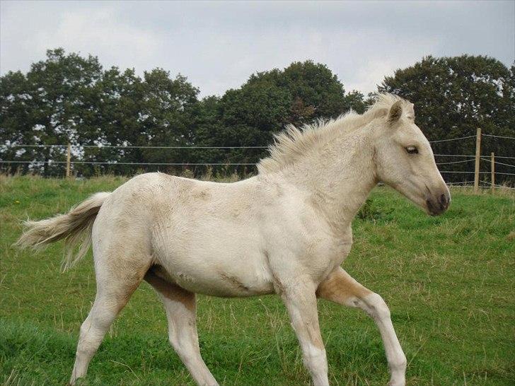 Welsh Partbred (Sec F) Brattensborgs Safran billede 10
