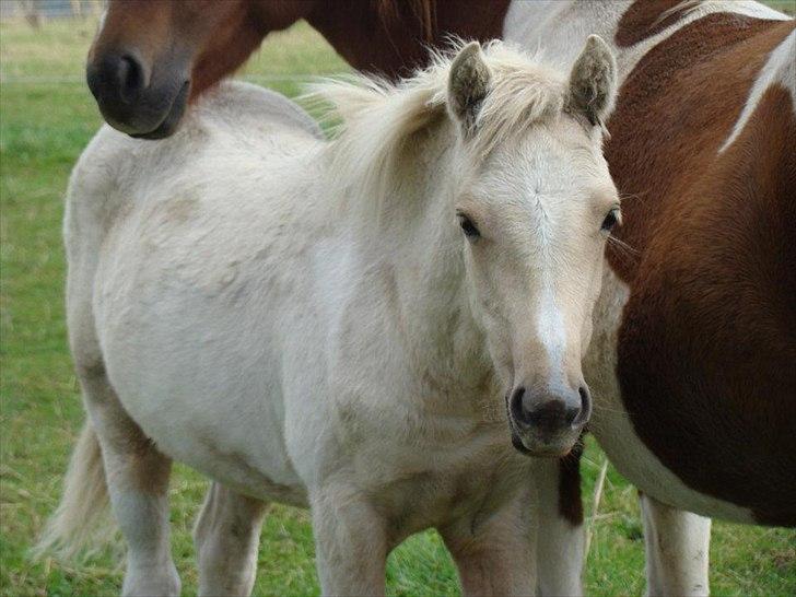 Welsh Partbred (Sec F) Brattensborgs Safran billede 11