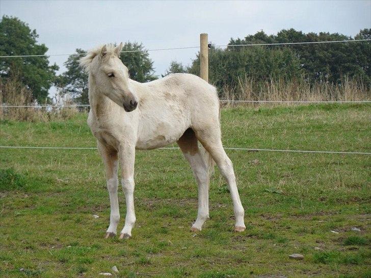 Welsh Partbred (Sec F) Brattensborgs Safran billede 12