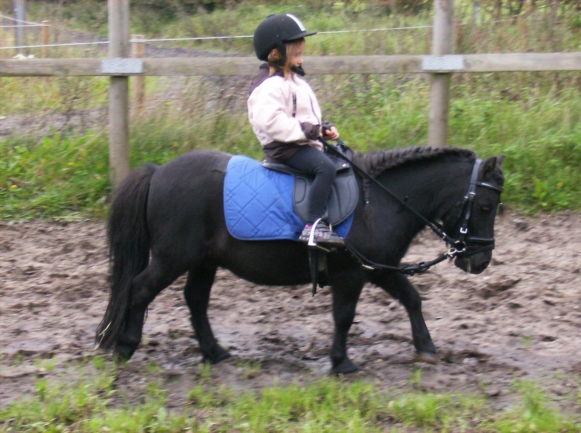 Shetlænder Jolly Jumper  billede 1