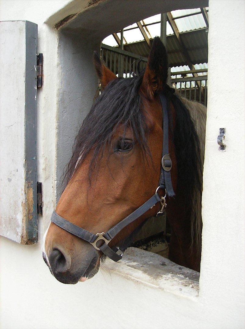 Anden særlig race Balou billede 20