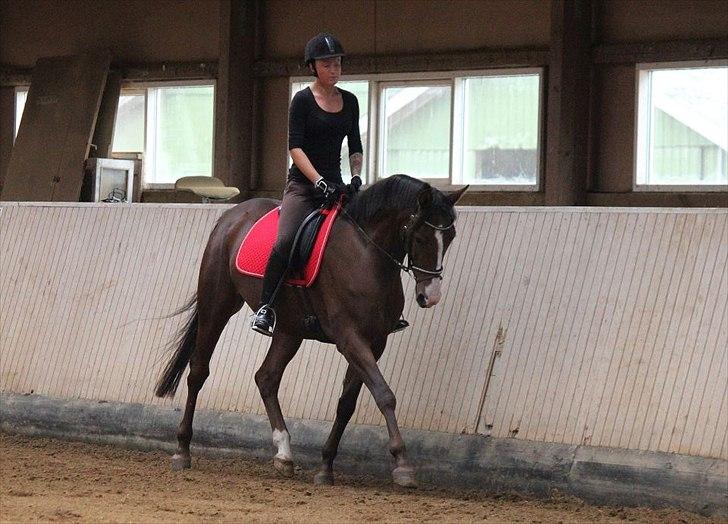 Sportsaraber (A) Shahs Poseidon Dihantho billede 15