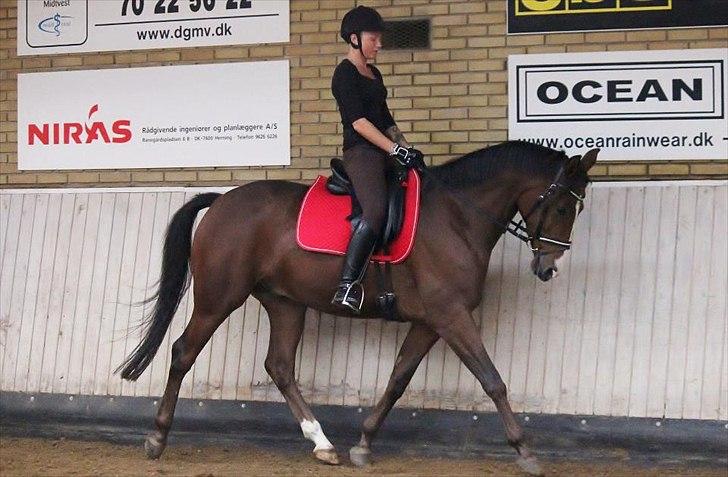 Sportsaraber (A) Shahs Poseidon Dihantho billede 1