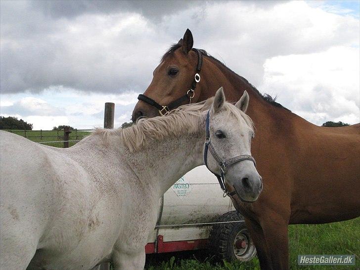 Anden særlig race Irish Excellent R.I.P :'( - når du nu kommer op i himlen, så kys lige cirkus fra os ;s R.I.P irish excellent og yealand cirkeline !)':  billede 20