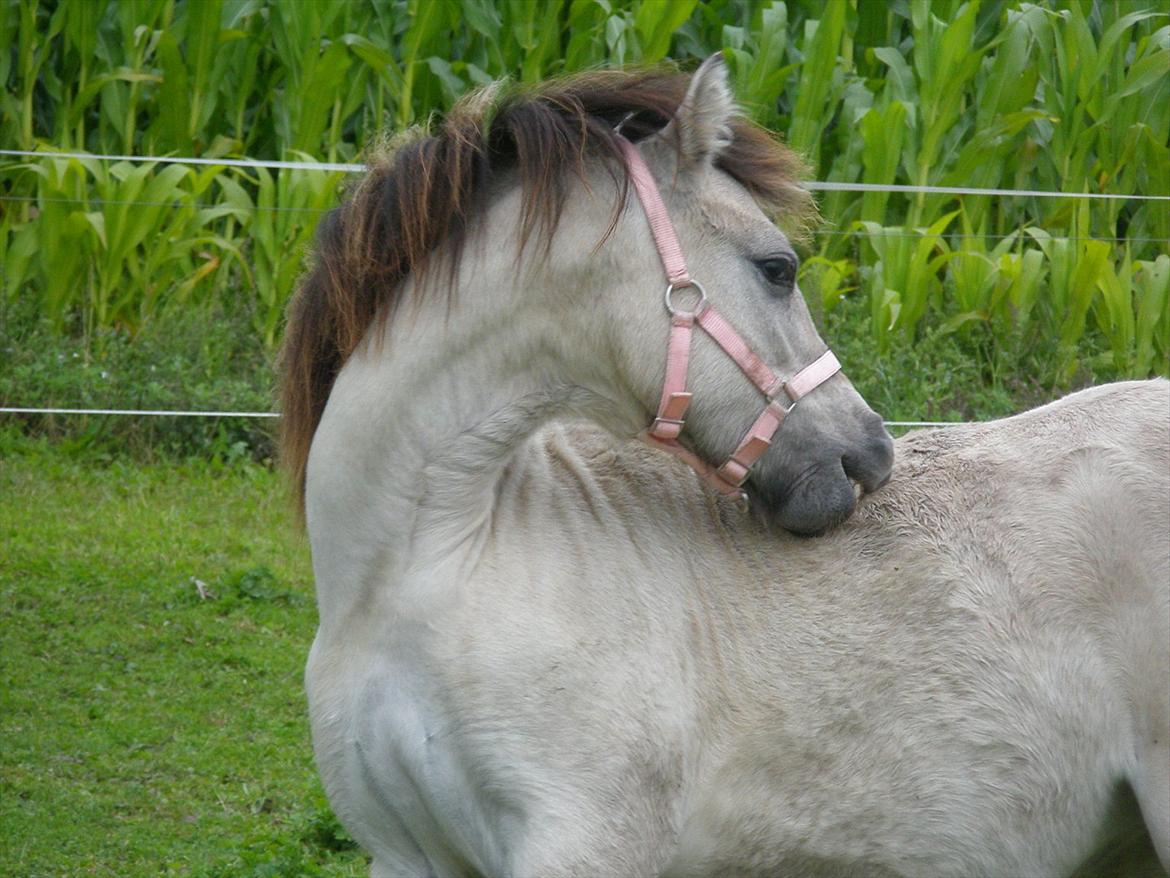 Anden særlig race Pippi ( Solgt) - Puttepigen klør sig. <3 - 2012 billede 4