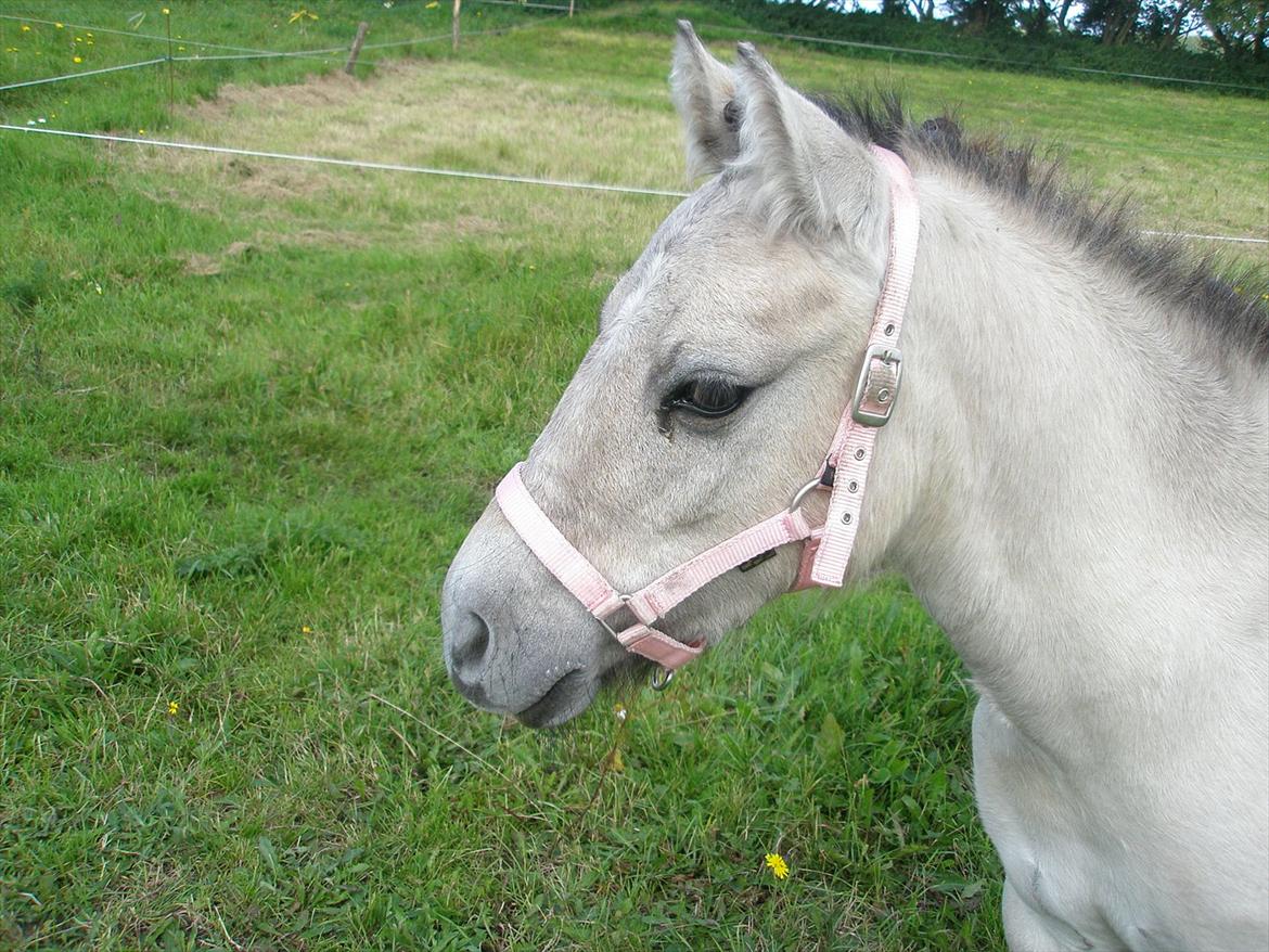 Anden særlig race Pippi ( Solgt) - pippi´s kønne hoved med ny grime billede 5
