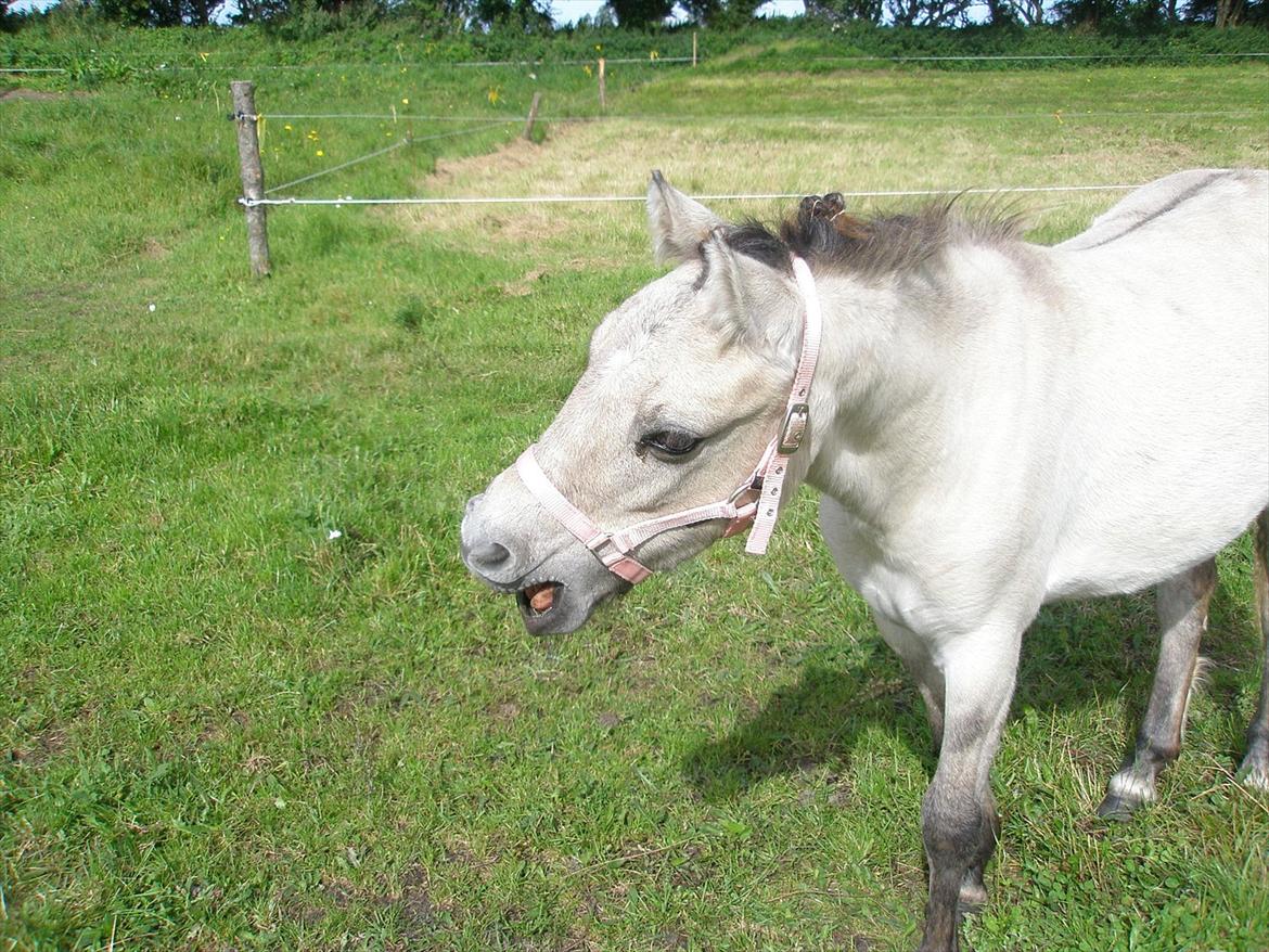 Anden særlig race Pippi ( Solgt) - Mine ponyer er mestre i at gabe! billede 6