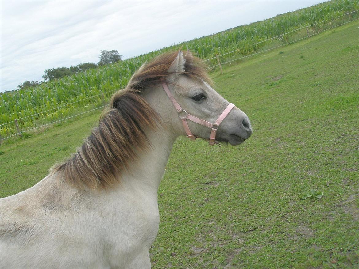 Anden særlig race Pippi ( Solgt) - Putte på fold - 2012 billede 7