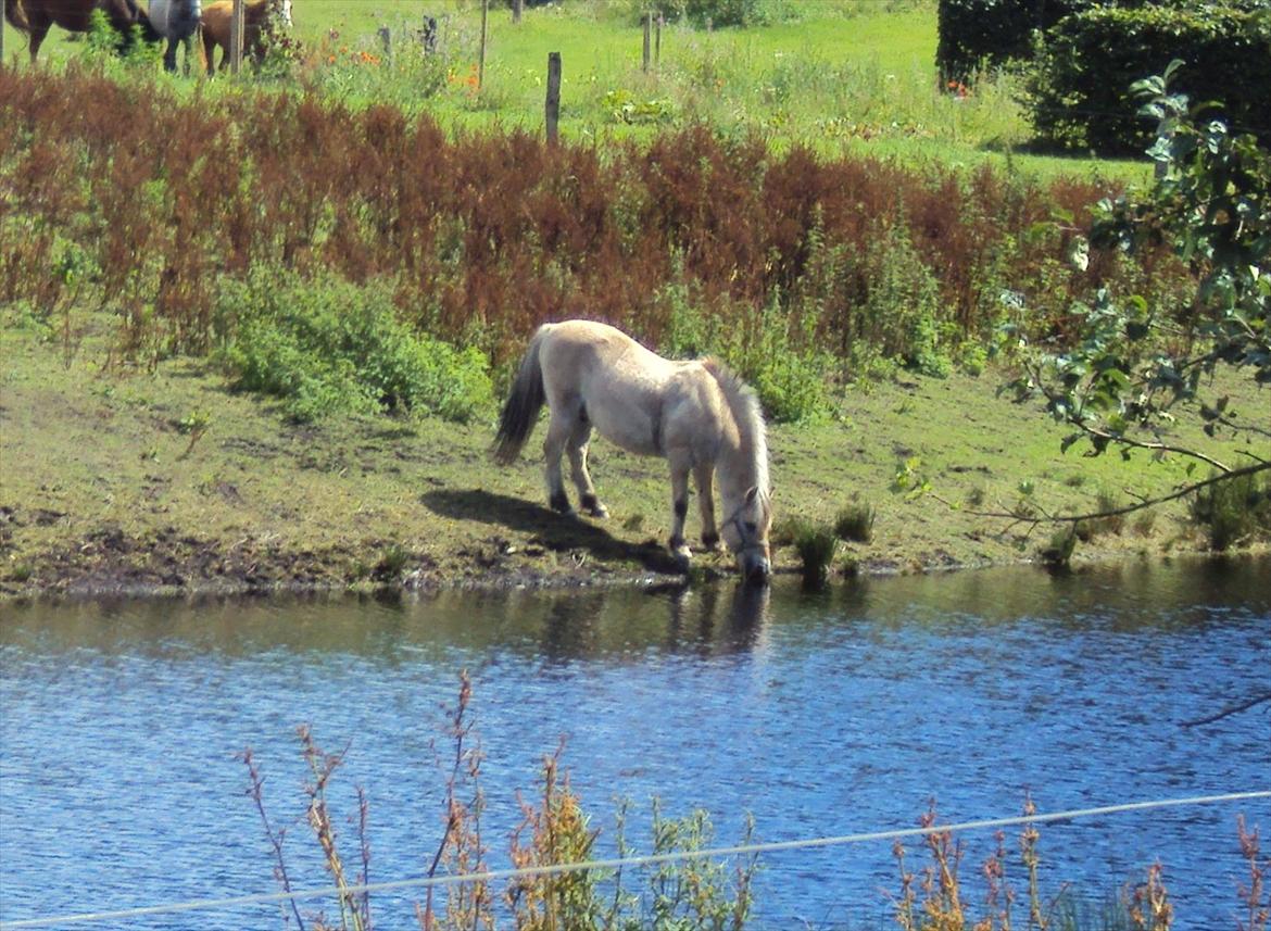 Fjordhest Freddy billede 2