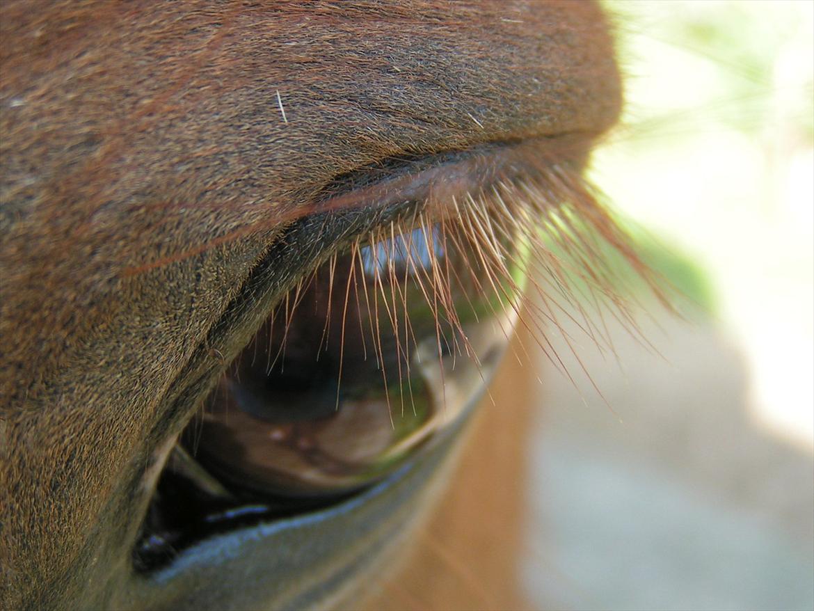 Islænder Røskva »Fortid, ikke fremtid. - » Your soul is truely beautiful. I can see it in your eyes <3 billede 6