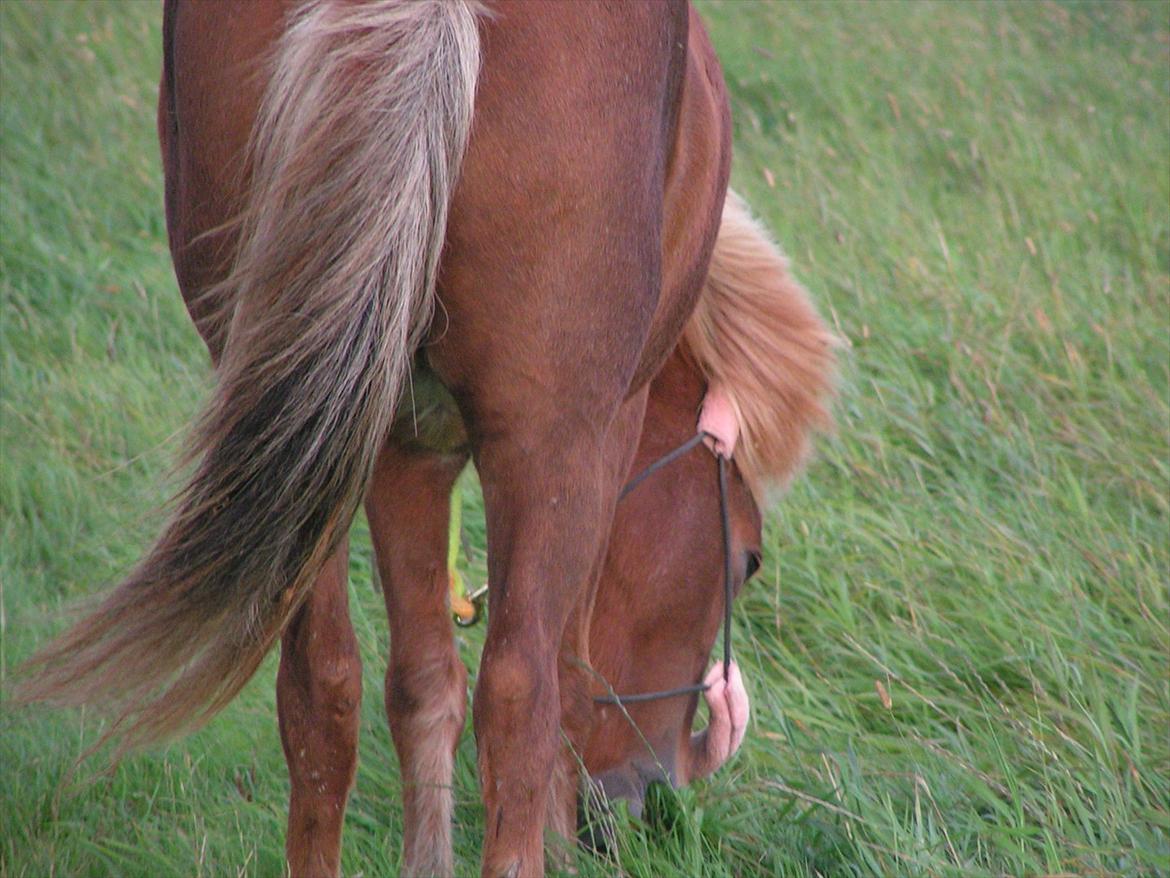 Islænder Røskva »Fortid, ikke fremtid. - » When you're free in my company as my friend, you're happy. You know that we're friends <3 billede 11