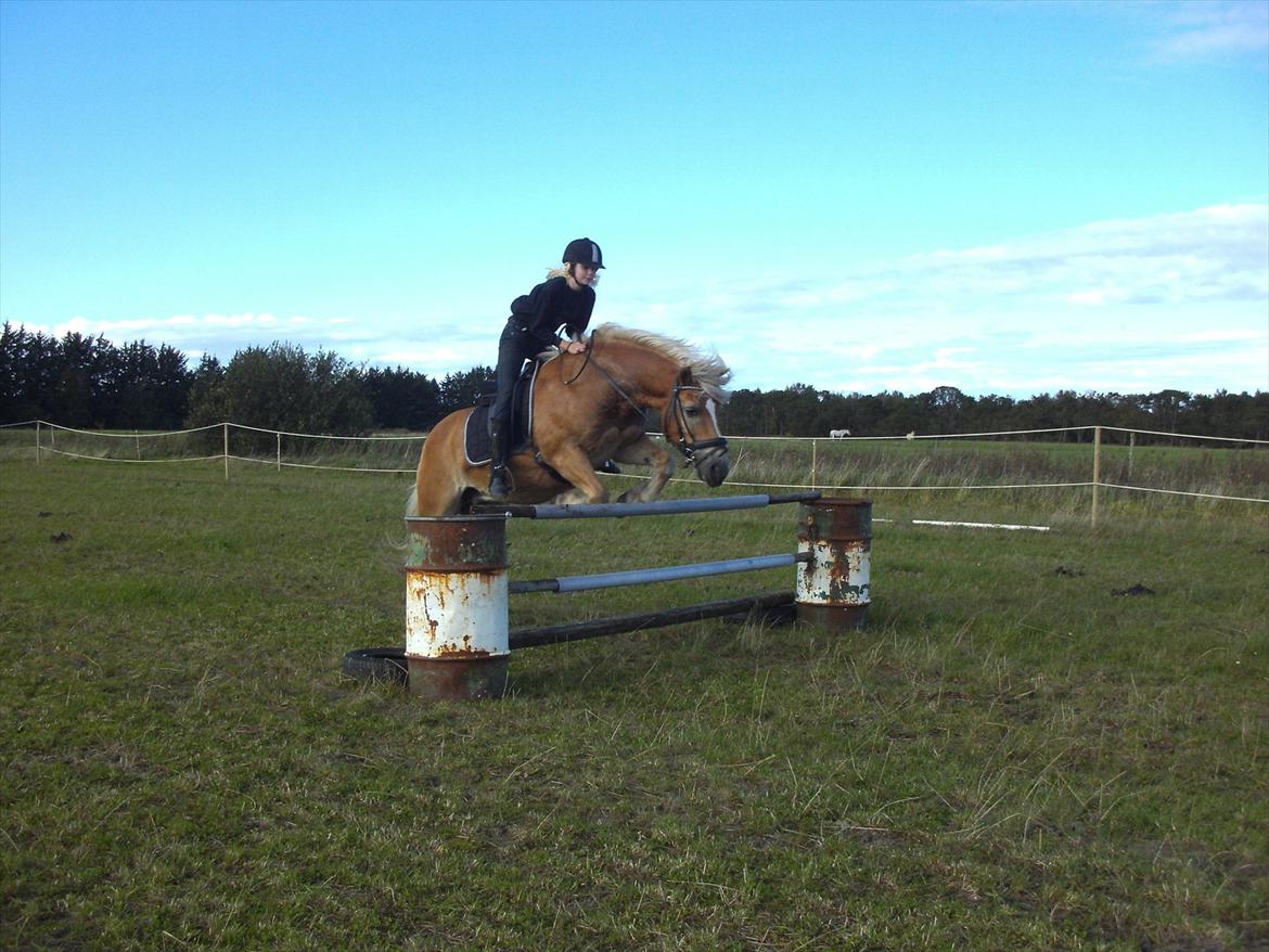 Haflinger Mikado billede 11