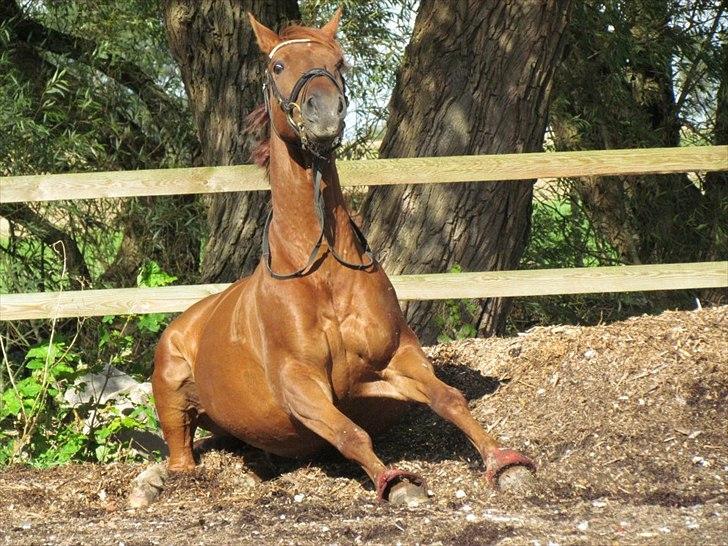 Hannoveraner • Jungle Fever (Hugo) - Sommer 2011. billede 18