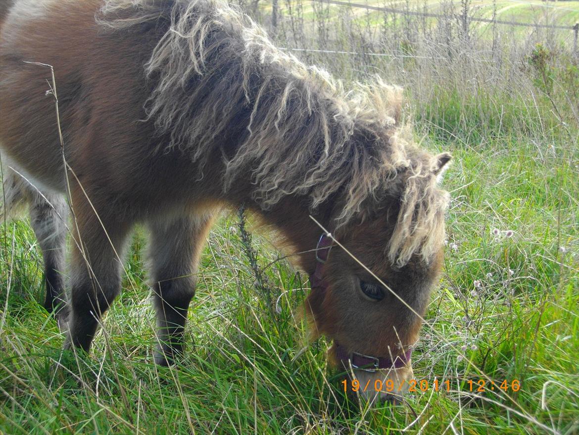 Shetlænder Prins nougat mus billede 2
