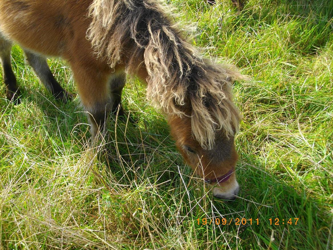 Shetlænder Prins nougat mus billede 3