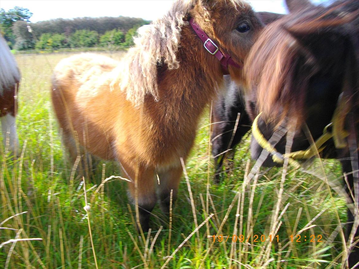 Shetlænder Prins nougat mus billede 4